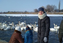 Неподалік Луцька є ще одне місце масової зимівлі лебедів