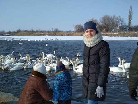 Неподалік Луцька є ще одне місце масової зимівлі лебедів