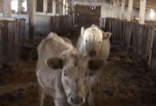 На Житомирщині фермер знущається над тваринами