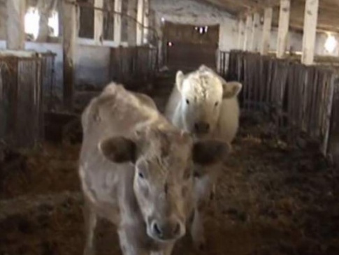 На Житомирщині фермер знущається над тваринами