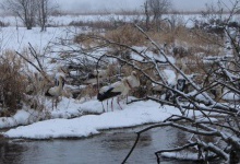 На Волині від замерзання рятують понад півсотні лелек