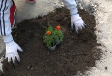 На Львівщині у ями на дорозі пасадили квіти