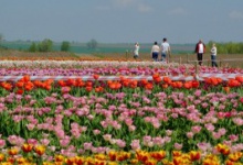 Тюльпанове поле на Буковині відкриють вже завтра
