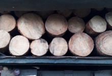 Камінь-Каширський: деревину везли без документів