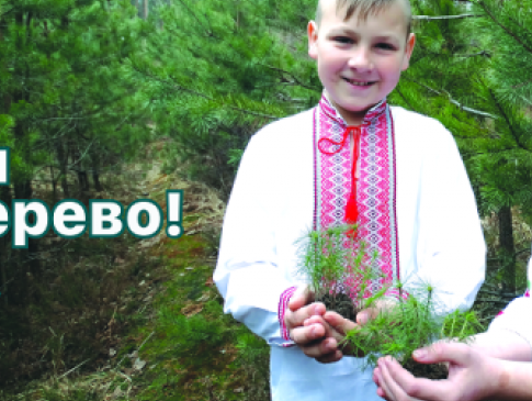 Ліси Ківерцівщини продовжують відновлювати. ФОТО