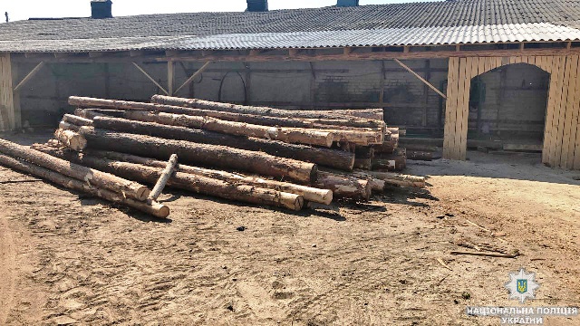 Село на Рівненщині перетворилося на «пилораму», яка переробляє крадений ліс із Житомирщини