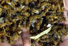 На Прикарпатті масово загинули бджоли