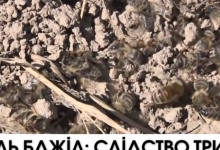 Слідство щодо загибелі бджіл у Турійському районі досі триває