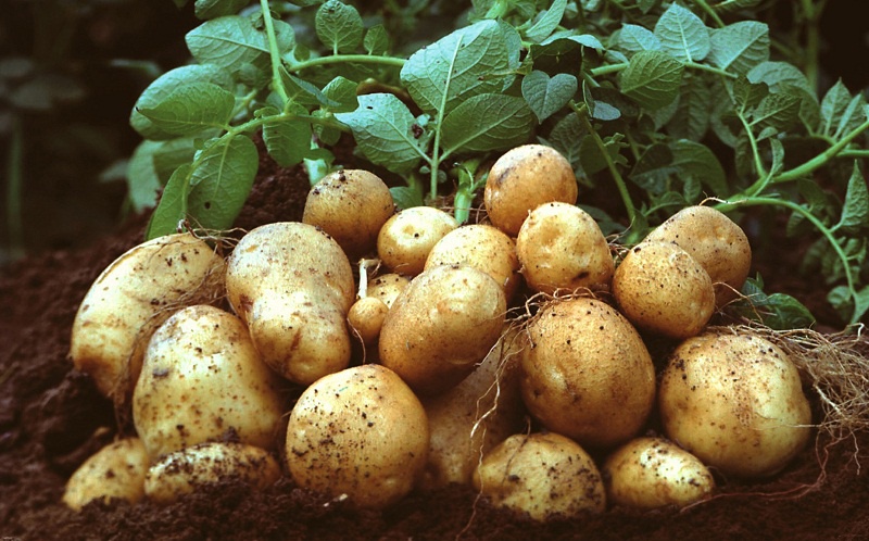 На Волині створюється перший кооператив виробників картоплі
