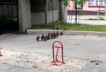 Сімейство диких качок подорожує вулицями Луцька