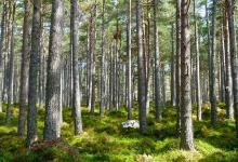Рада посилила відповідальність за незаконну вирубку лісу