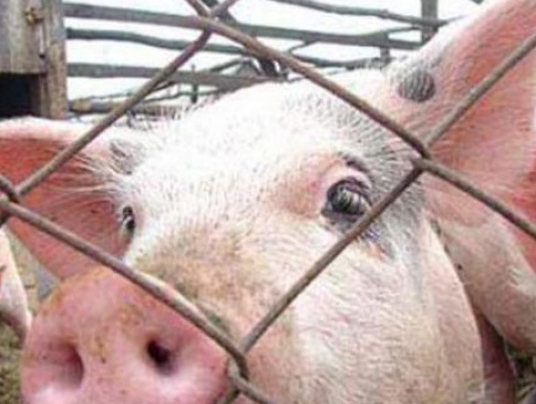 На Рівненщині зафіксовано спалах африканської чуми свиней