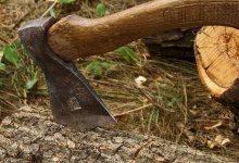 На Львівщині незаконно зрубали дерев на майже чотири мільйони