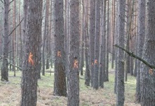 В Україні всихають ліси, у тому числі-волинські