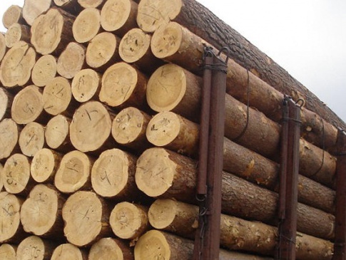 В Україні збільшено штрафи за незаконну рубку лісів