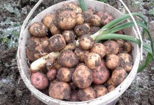 На Вінничині зібрали другий урожай молодої картоплі