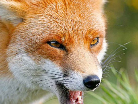 На подвір’ї застрелили скажену лисицю