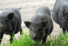 В’єтнамських свиней треба випускати на прогулянку