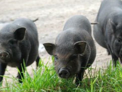 В’єтнамських свиней треба випускати на прогулянку