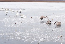 Лісівники рятують лебедів, які залишилися зимувати на Волині