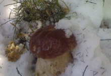 З-під снігу збирають гриби