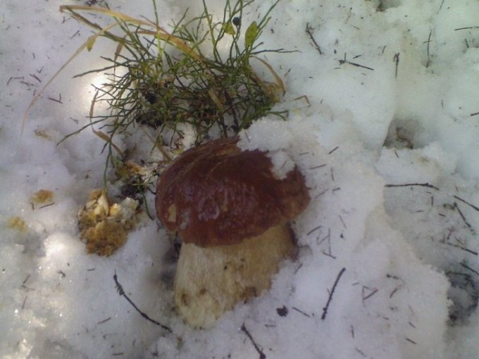 З-під снігу збирають гриби