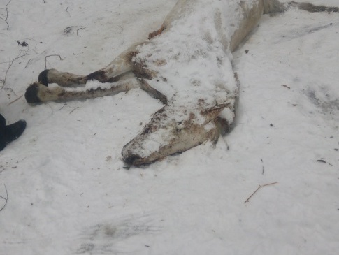 У райцентрі на Рівненщині мертвих домашніх тварин викидають на смітники