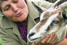 Водила українську козу до білоруського козла на любов