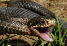 На Житомирщині змія вкусила дитину