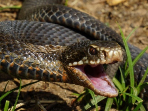 На Житомирщині змія вкусила дитину