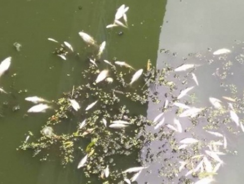 У річці на Рівненщині масово гине риба