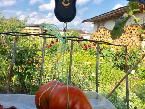 Рівнянин виростив гігантський помідор