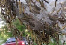 У місті на Рівненщині гусениць збирають відрами