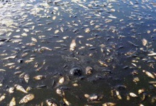 У річці на Волині масово гине риба