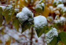 На Волині та Рівненщині випав перший сніг