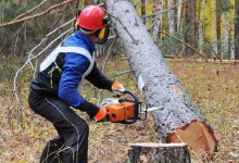 На Житомирщині лісоруба вбило деревом