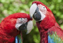 З луцького зоопарку вкрали пару папуг