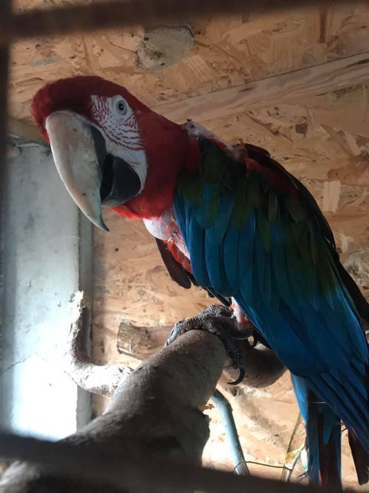 Знайшли вкрадених з луцького зоопарку папуг