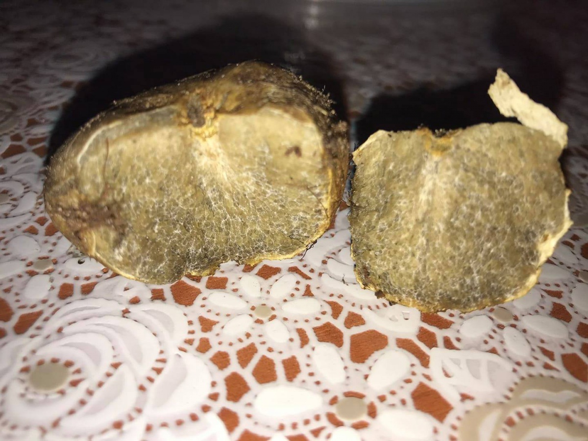У лісі на Рівненщині знайшли гриб, який вартує 4 тисячі євро