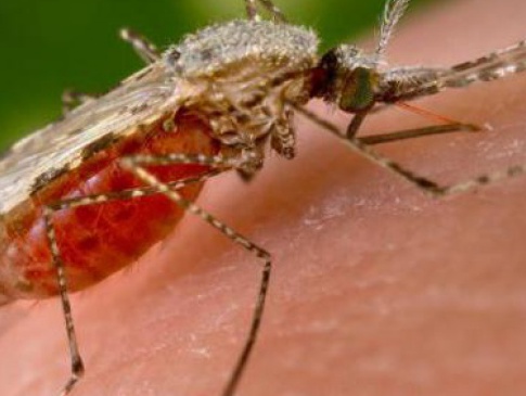 На  Рівненщині у чоловіка виявили найнебезпечніший з видів малярії