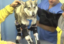На Львівщині вчать ходити на протезах собаку, якій живодери відрубали лапи