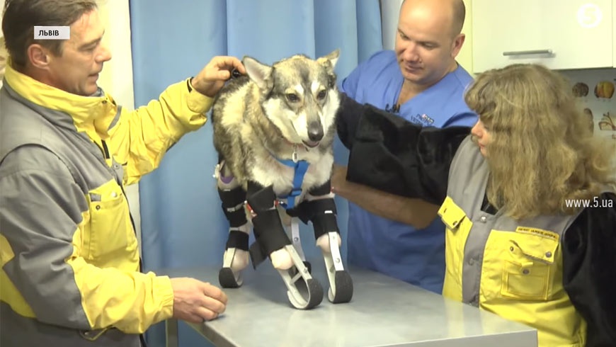 На Львівщині вчать ходити на протезах собаку, якій живодери відрубали лапи