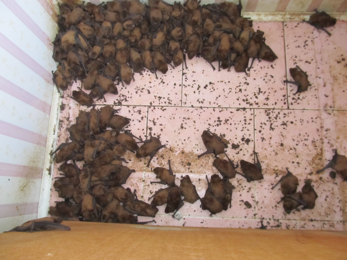 На балконі львівської квартири поселилися 1700 кажанів
