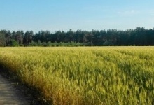 Скільки гектарів землі можна буде купити в Україні у одні руки