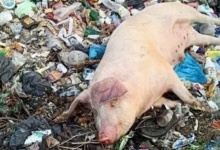 На сміттєзвалище на Волині викидають туші мертвих свиней