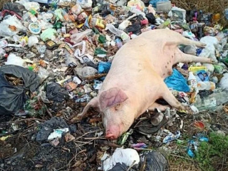 На сміттєзвалище на Волині викидають туші мертвих свиней