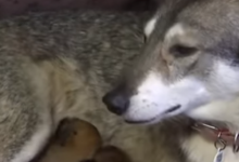 На Львівщині собака з відрубаними кінцівками «усиновила» двох щенят і кошеня