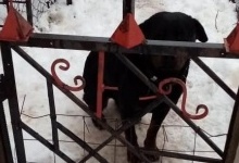 На Харківщині собака загриз на смерть 4-річного хлопчика