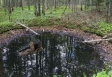Кликала на допомогу: на Житомирщині жінка втопилась у болоті