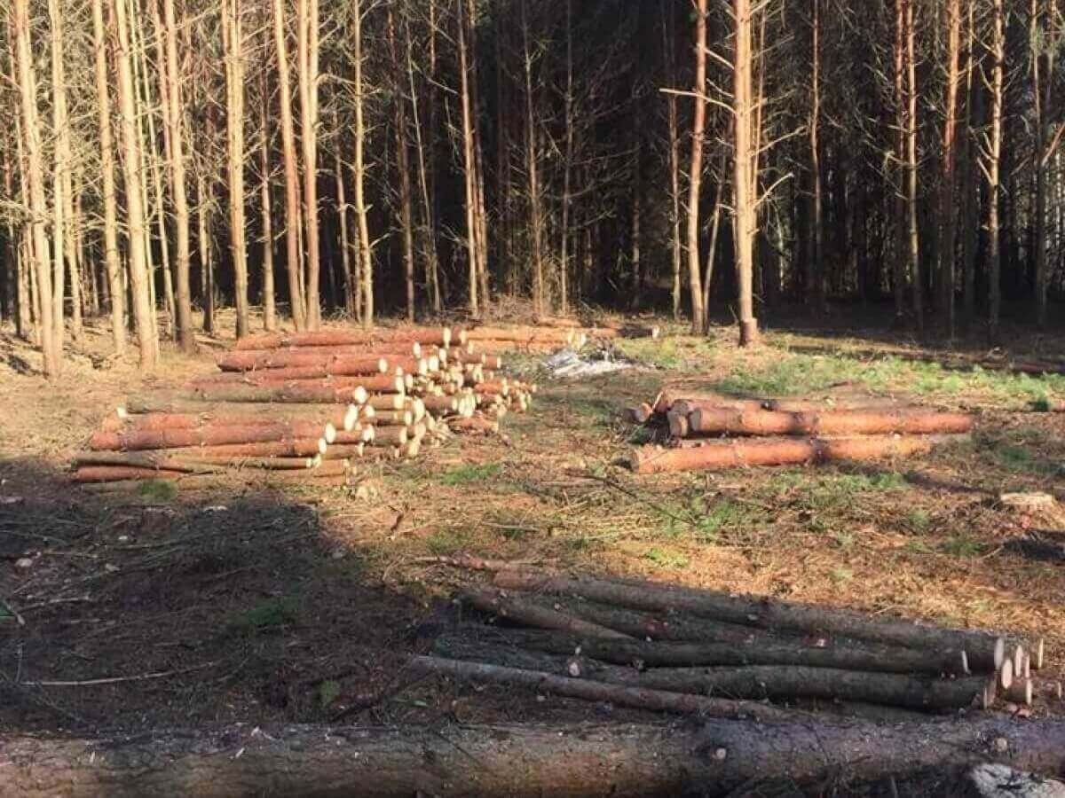 Столичні фірми проводять суцільну рубку лісу поблизу волинського села